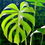 Radici aeree della Monstera immerse nel terreno, simbolo di crescita e salute della pianta.