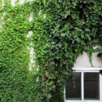 Edera in vaso con foglie verdi, evidenziando la presenza di ragnetti rossi sulle foglie.