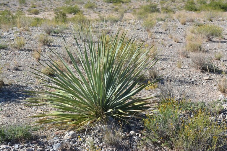 Yucca con foglie gialle, segno di eccesso d'acqua, pianta resistente al deserto.