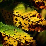 Foglie di rosa con macchie nere causate dalla ticchiolatura, evidenziando il problema estivo.