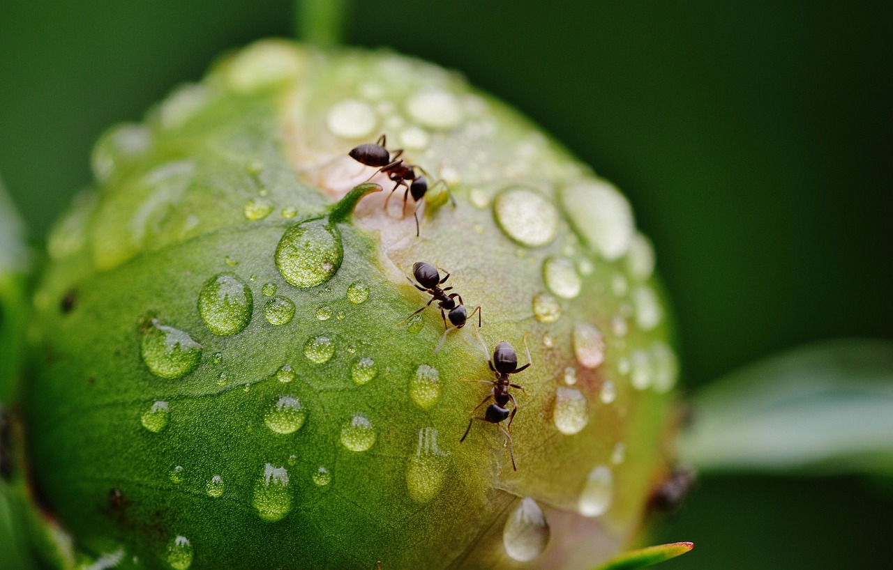 Formiche e insetti nel giardino, con rimedi naturali per un ambiente sano e pulito.